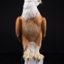 Белоголовый орлан, Karl Ens, Германия, 1920-30 гг