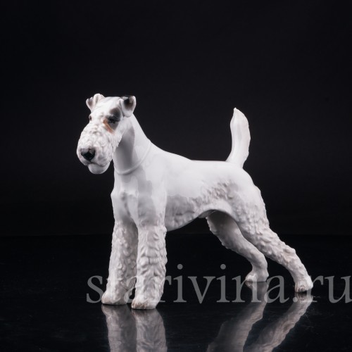 Фокстерьер, Rosenthal, Германия