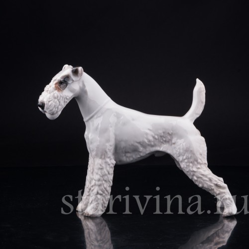 Фокстерьер, Rosenthal, Германия