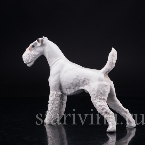 Фокстерьер, Rosenthal, Германия