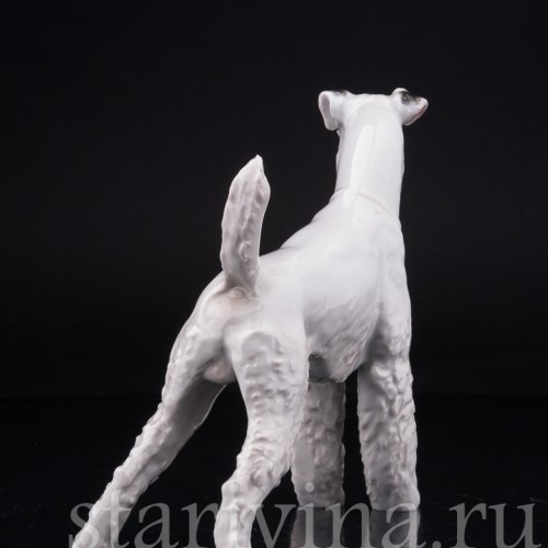 Фокстерьер, Rosenthal, Германия