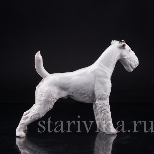 Фокстерьер, Rosenthal, Германия