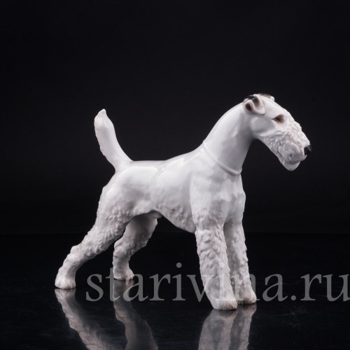 Фокстерьер, Rosenthal, Германия