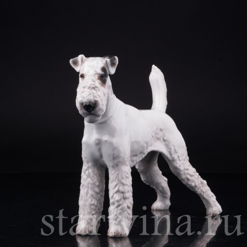 Фокстерьер, Rosenthal, Германия