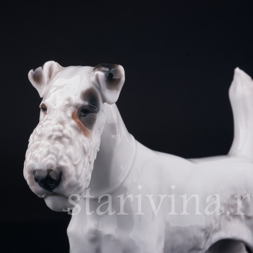 Фокстерьер, Rosenthal, Германия