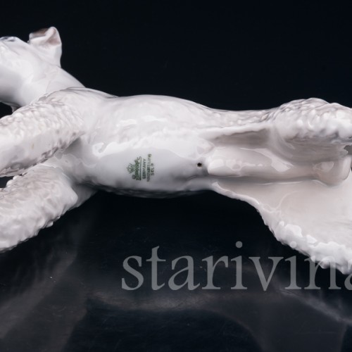 Фокстерьер, Rosenthal, Германия