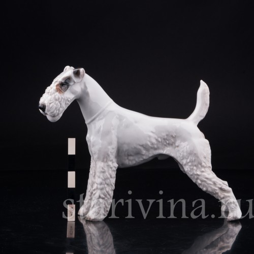 Фокстерьер, Rosenthal, Германия