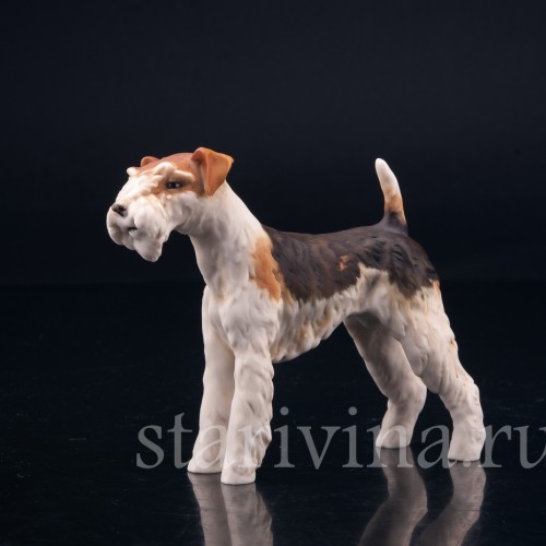 Фокстерьер, Alka Kaiser, Германия