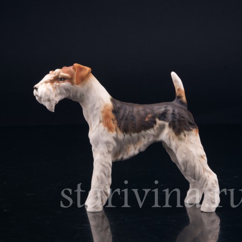 Фокстерьер, Alka Kaiser, Германия