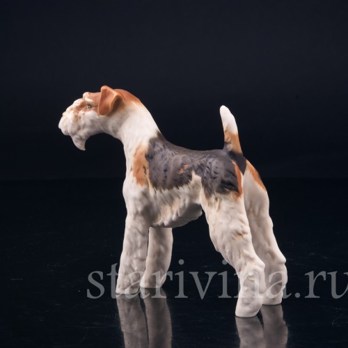 Фокстерьер, Alka Kaiser, Германия