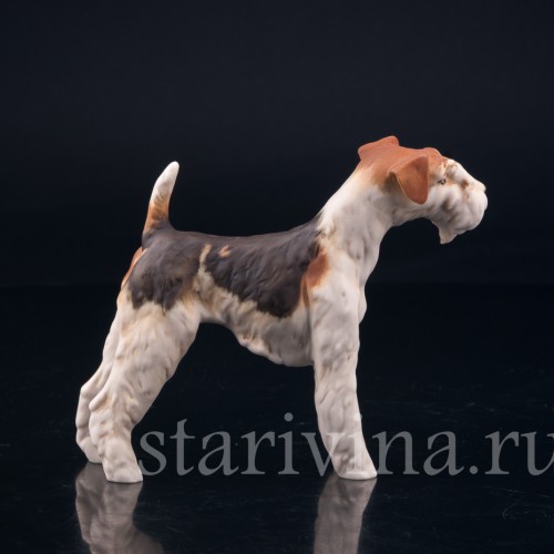 Фокстерьер, Alka Kaiser, Германия