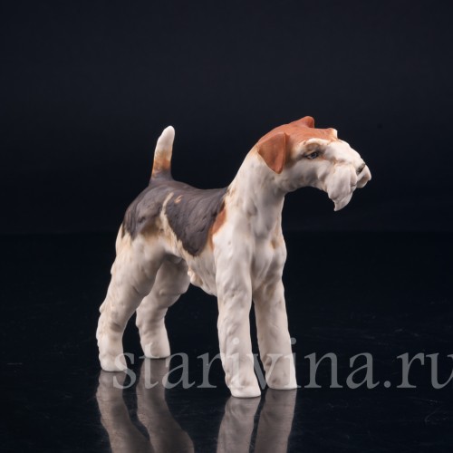 Фокстерьер, Alka Kaiser, Германия