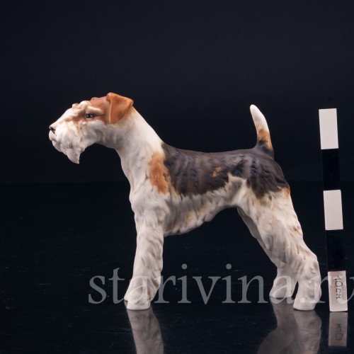 Фокстерьер, Alka Kaiser, Германия