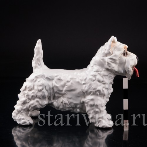 Вестхайленд уайт терьер, Goebel, Германия, вт. пол. 20 в