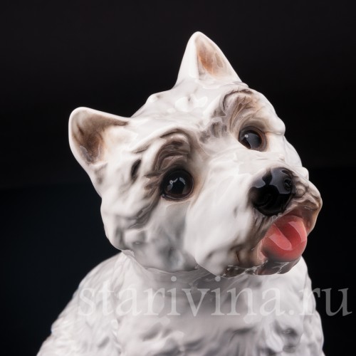 Вестхайленд уайт терьер, Goebel, Германия, вт. пол. 20 в
