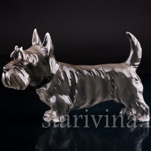 Скотч терьер, Sitzendorf, Германия