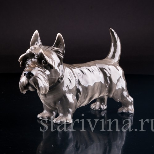 Скотч терьер, Sitzendorf, Германия