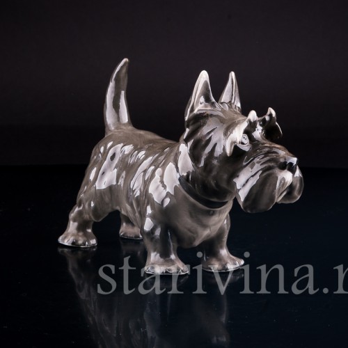 Скотч терьер, Sitzendorf, Германия