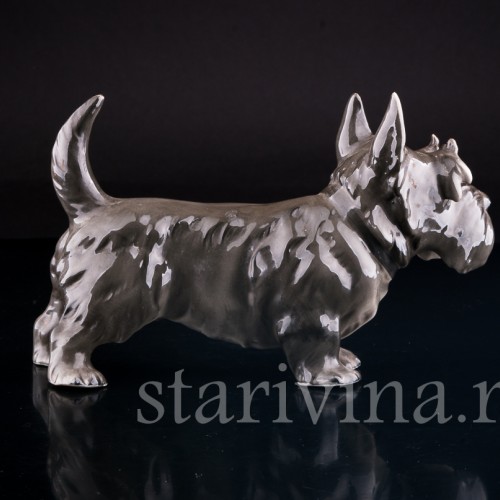 Скотч терьер, Sitzendorf, Германия