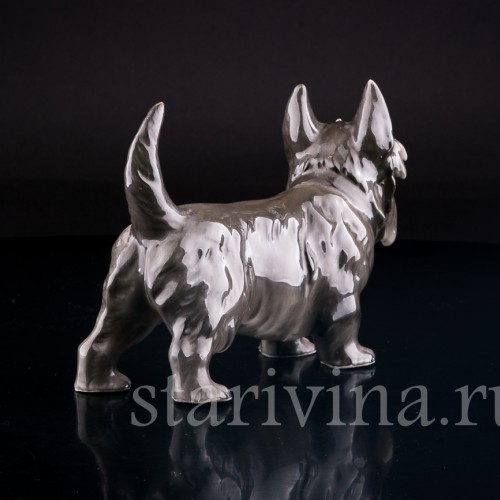 Скотч терьер, Sitzendorf, Германия