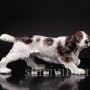 Статуэтка собаки из фарфора Спаниель, Goldscheider, Австрия, 1938-45 гг.