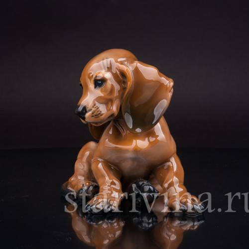 Щенок таксы, Rosenthal, Германия