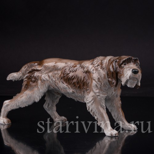 Дратхаар, Rosenthal, Германия, сер 20 в