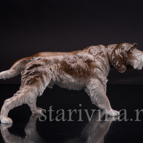 Дратхаар, Rosenthal, Германия, сер 20 в