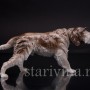Дратхаар, Rosenthal, Германия, сер 20 в