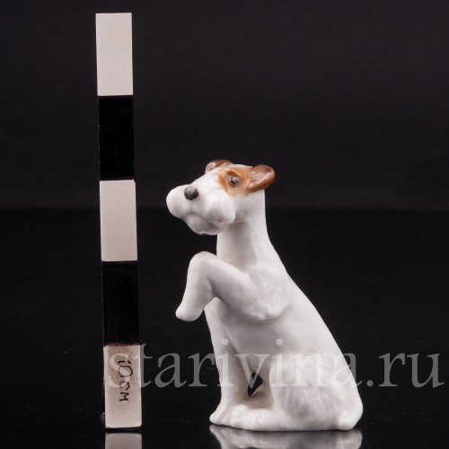 Сидящий фокстерьер, миниатюра, Hutschenreuther, Германия, 1955-68 гг