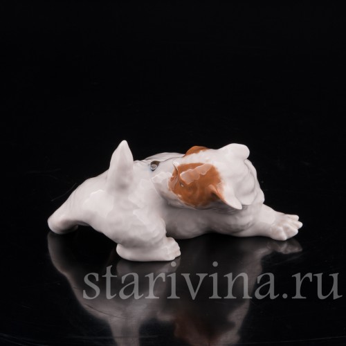 Статуэтка собаки из фарфора Щенок Селихем терьера, выкусывающий блох, Royal Copenhagen, Дания, 1963 год.