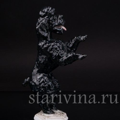 Статуэтка собаки из фарфора Чёрный пудель, стоящий на задних лапах, Rosenthal, Германия, 1950-60 гг.