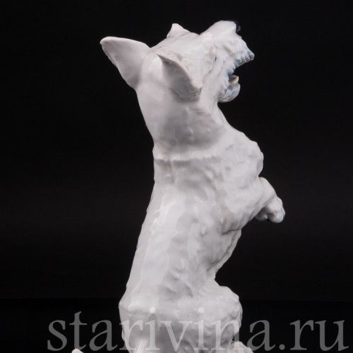 Статуэтка собаки из фарфора Скотч-терьер на задних лапах, Rosenthal, Германия, 1950 гг.