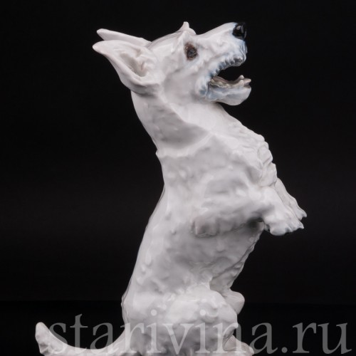 Статуэтка собаки из фарфора Скотч-терьер на задних лапах, Rosenthal, Германия, 1950 гг.