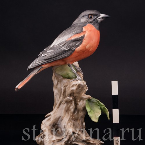 Дрозд, Alka Kaiser, Германия, вт. пол. 20 века