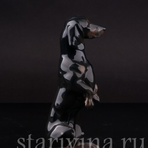 Фарфоровая статуэтка собаки Чёрная такса на задних лапах, миниатюра, Rosenthal, Германия, 1950-60 гг.