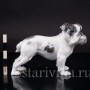 Фарфоровая статуэтка собаки Английский бульдог, Rosenthal, Германия, 1950-60 гг.