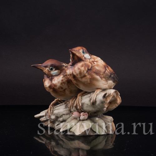 Два птенца дроздов, Tay, Италия