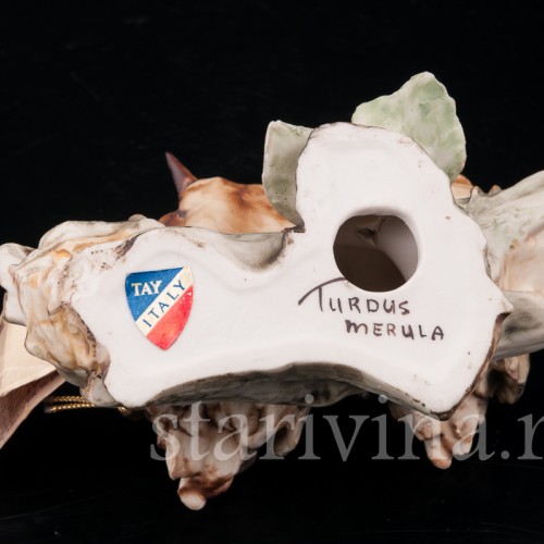 Два птенца дроздов, Tay, Италия