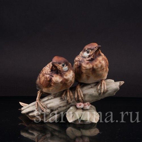 Два птенца дроздов, Tay, Италия