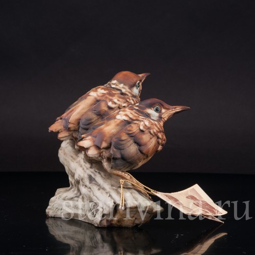 Два птенца дроздов, Tay, Италия