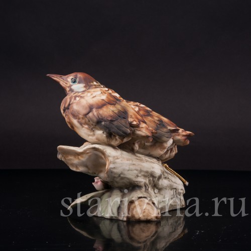 Два птенца дроздов, Tay, Италия