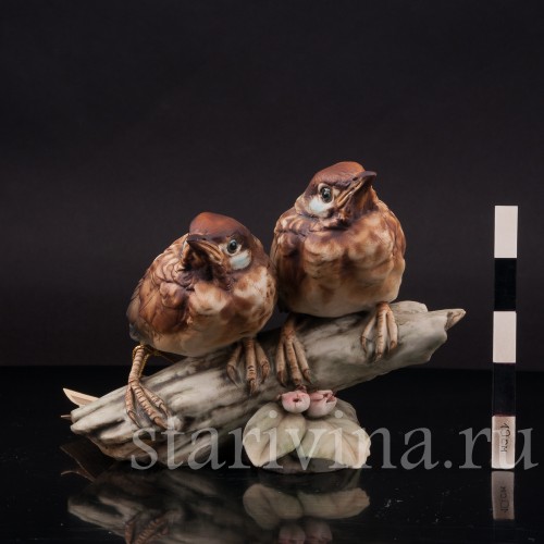 Два птенца дроздов, Tay, Италия