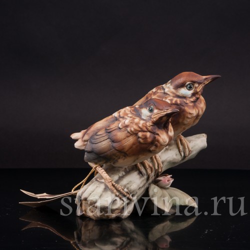 Два птенца дроздов, Tay, Италия