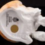Фигурка из фарфора Рыжий котёнок, смотрящий вверх Royal Worcester, Великобритания, 1978 год.