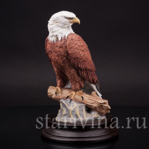 Лысый орёл, Alka Kaiser, Германия