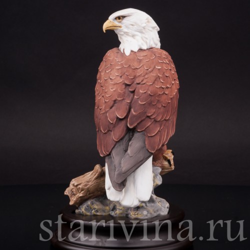 Лысый орёл, Alka Kaiser, Германия