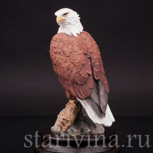 Лысый орёл, Alka Kaiser, Германия