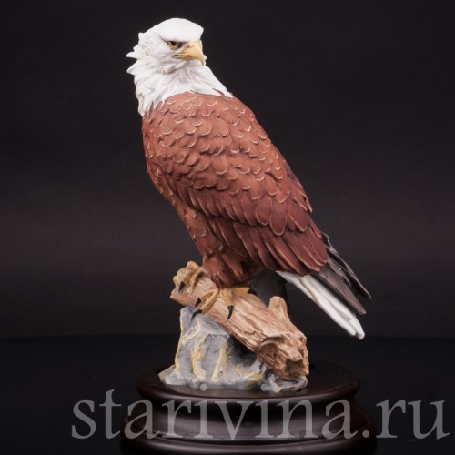 Лысый орёл, Alka Kaiser, Германия