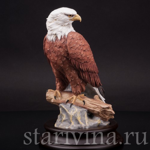 Лысый орёл, Alka Kaiser, Германия